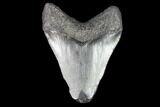 Juvenile Megalodon Tooth - Georgia #101325-1